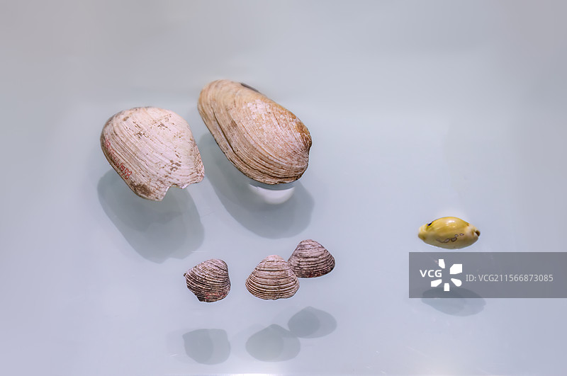 乌兰察布博物馆藏新石器时代贝饰图片素材