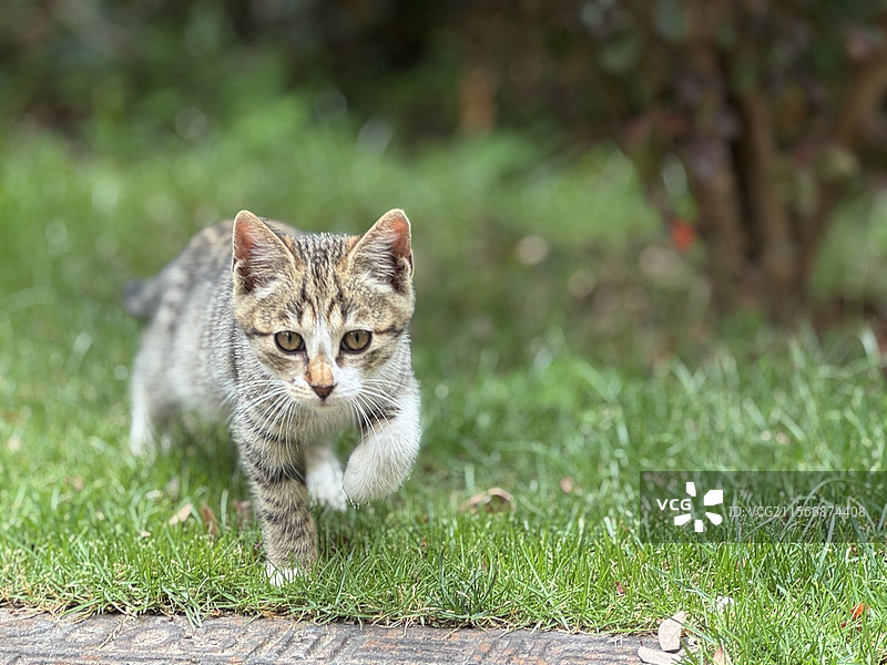 一只小可爱向你走来图片素材