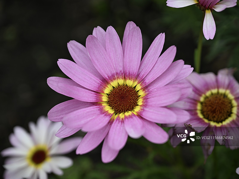 玛格丽特花（木茼蒿）图片素材