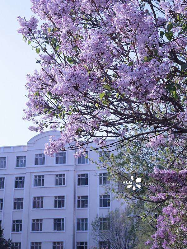 哈尔滨黑龙江大学图片素材