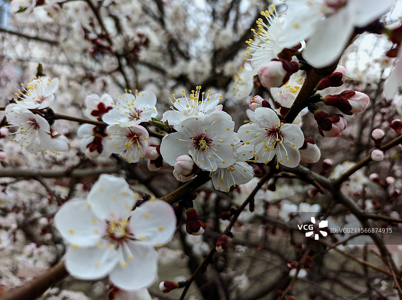 早春的山杏图片素材
