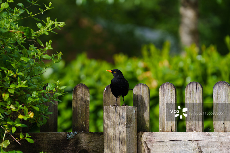 Turdus merula图片素材