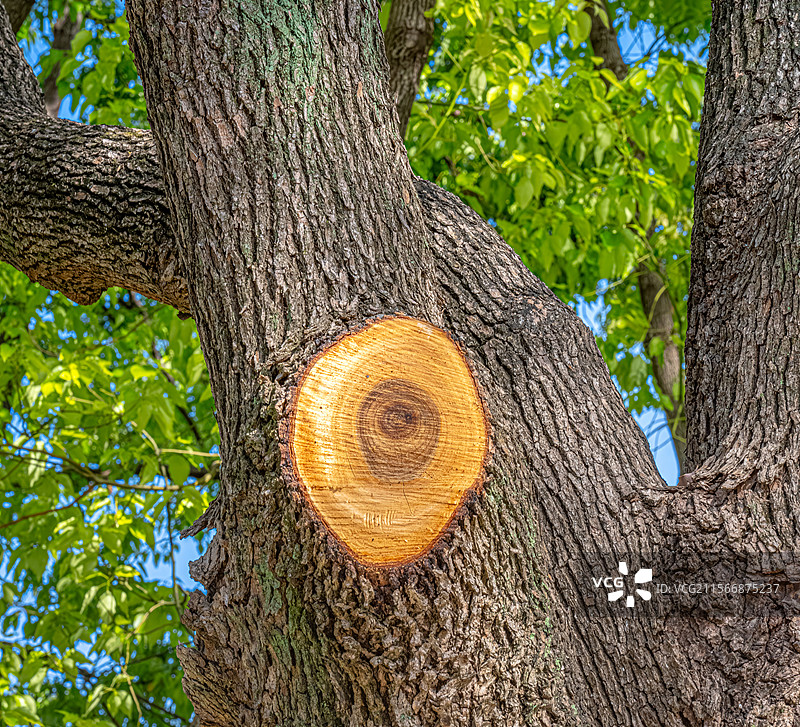 香樟树树干和树皮特写 灰褐色树皮不规则纵裂纹理 樟树树干横切面 红褐色心材 锯断的树枝 大树的年轮图片素材