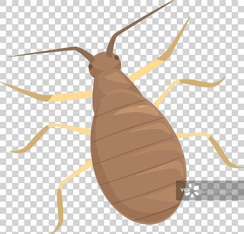 棕色臭虫在爬行，长触角显眼图片素材