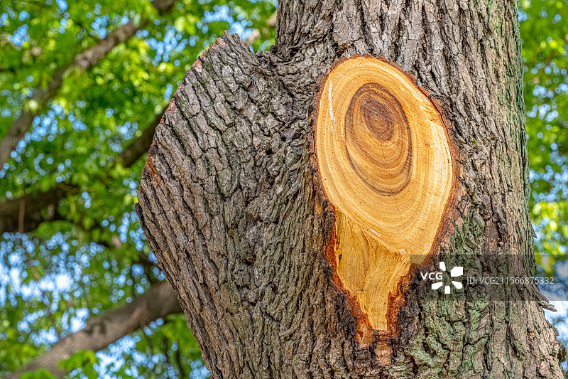 香樟树树干和树皮特写 灰褐色树皮不规则纵裂纹理 樟树树干横切面 红褐色心材 锯断的树枝 大树的年轮图片素材