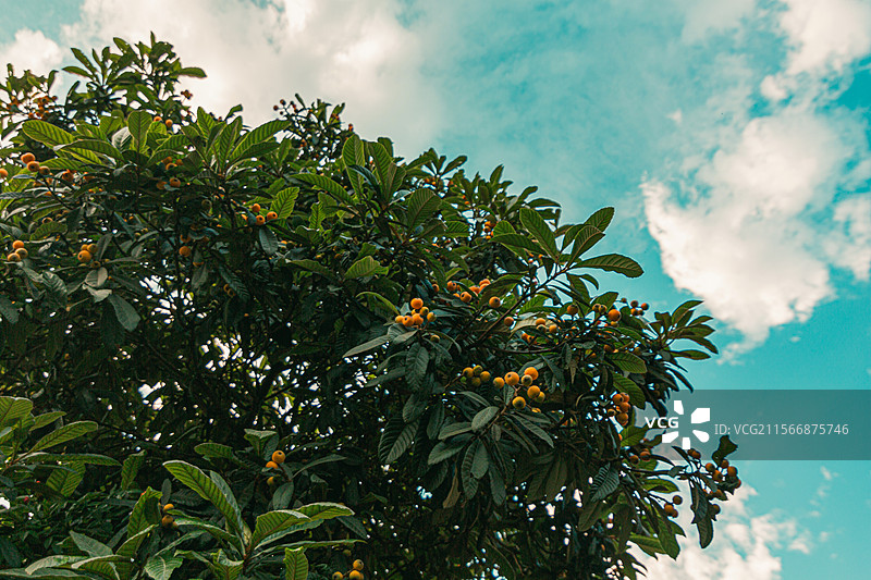 天池寺之夏-枇杷熟了图片素材