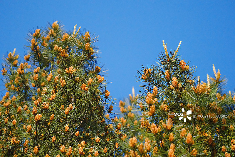 蓝色天空背景下的白皮松。松果。球果。松针。松树。花穗。幼球果图片素材
