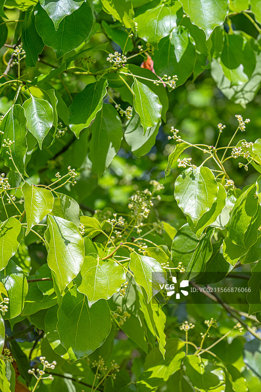 四月的春天 樟树开花 香樟树开出黄绿色小花朵 春意盎然人间四月天 上海浦东世纪公园植物图鉴图片素材