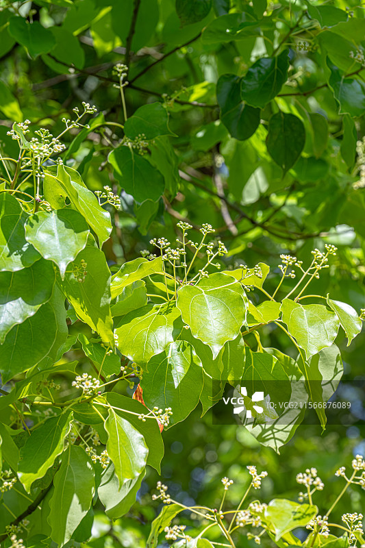 四月的春天 樟树开花 香樟树开出黄绿色小花朵 春意盎然人间四月天 上海浦东世纪公园植物图鉴图片素材