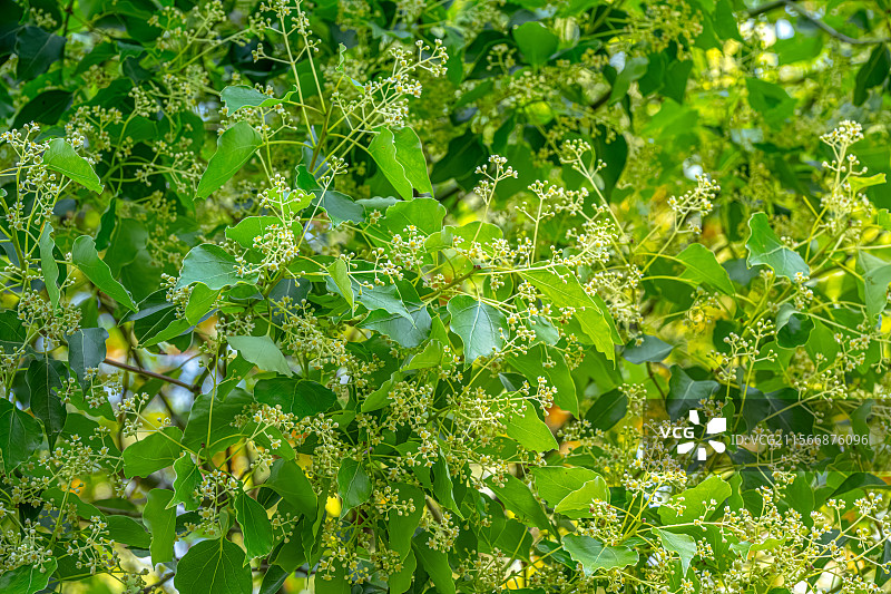 四月的春天 樟树开花 香樟树开出黄绿色小花朵 春意盎然人间四月天 上海浦东世纪公园植物图鉴图片素材