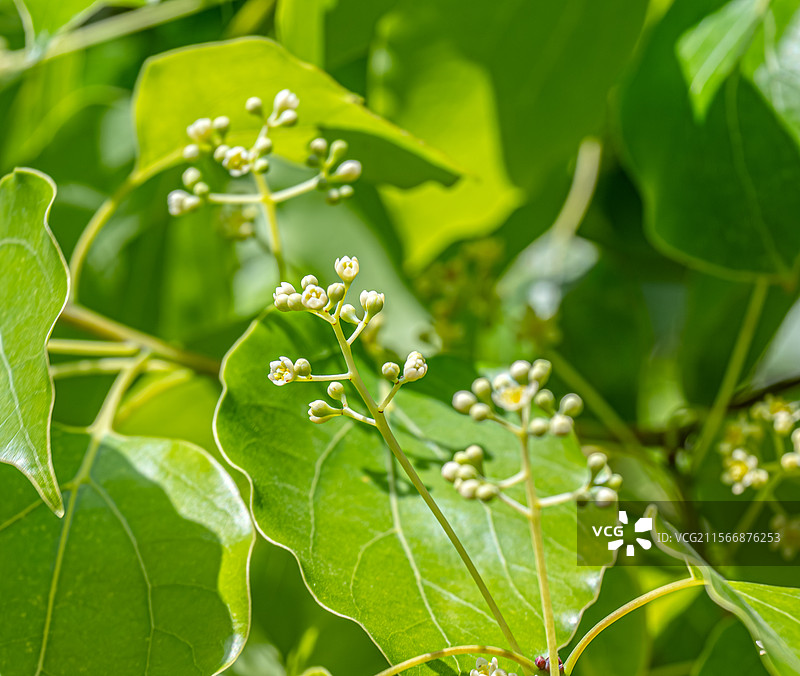 樟树开花特写 圆锥花序腋生 香樟树开出黄绿色小花朵 春意盎然人间四月天 上海浦东世纪公园植物图鉴图片素材
