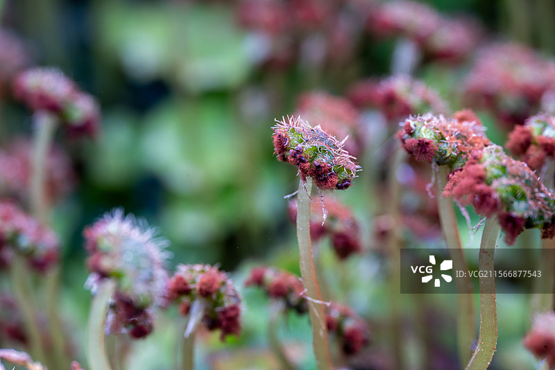 地钱孢蒴图片素材