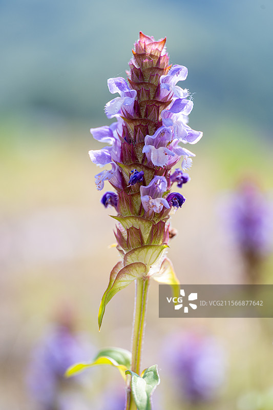 夏枯草图片素材