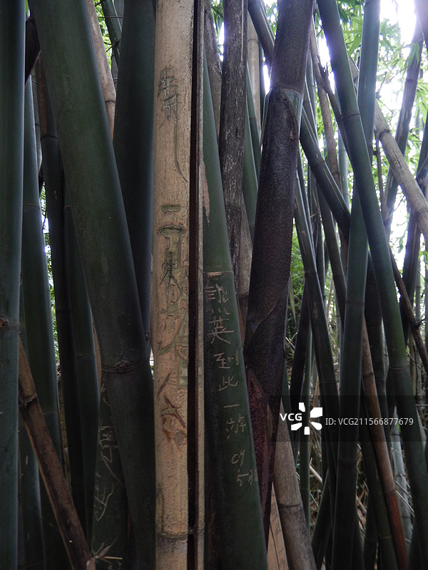重庆市万州区太安茶乡景区的竹林被情侣用锐器刻成爱的誓言有丘比特爱心箭有肉麻誓言情话成爱情风景竹林图片素材