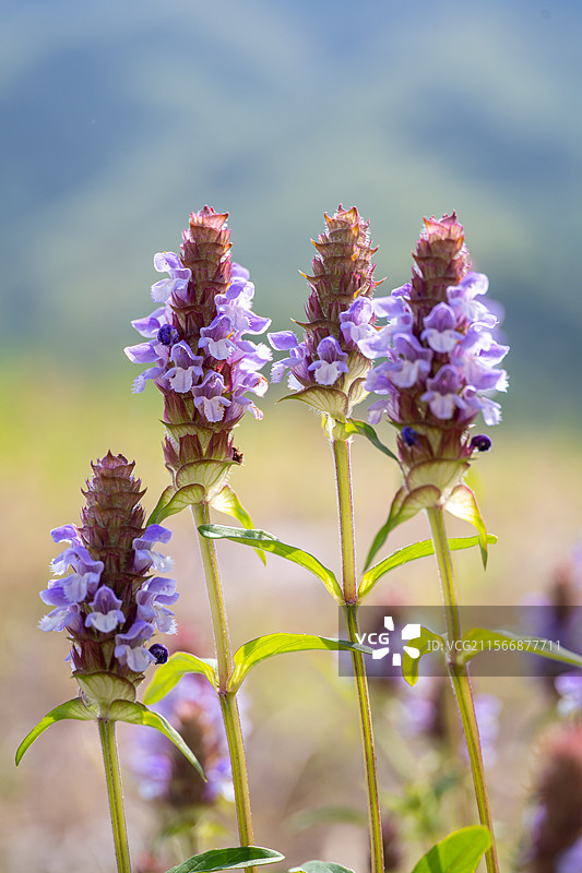 夏枯草图片素材