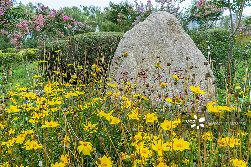 中国野生植物拍摄主题，青青花草请勿践踏黄色的大花金鸡菊，户外白昼无人图像摄影图片素材