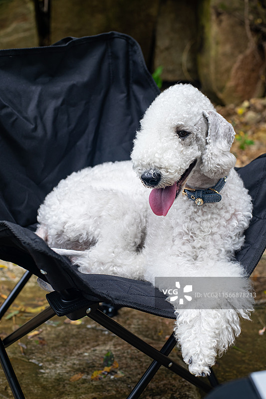 中国家庭宠物拍摄主题，一只白色的可爱的贝灵顿梗犬趴在椅子上，户外白昼无人图像摄影图片素材