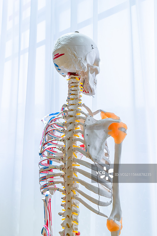 中国住宅内部，窗户旁边摆放的人体骷髅模型，室内无人图像摄影图片素材