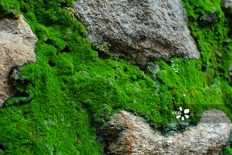 中国野生植物拍摄主题，墙壁上长出一片绿色的湿润的青苔苔藓，户外白昼无人图像摄影图片素材
