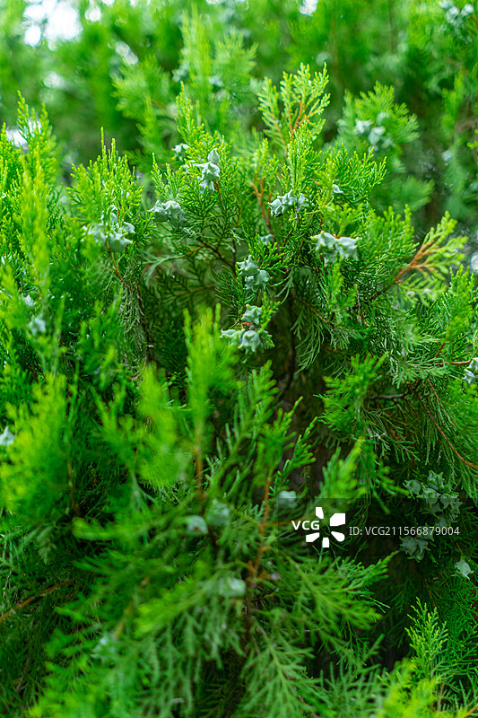 中国野生植物拍摄主题，侧柏嫩枝上生长出绿色的嫩芽和树叶子上的水珠，户外白昼无人图像摄影图片素材