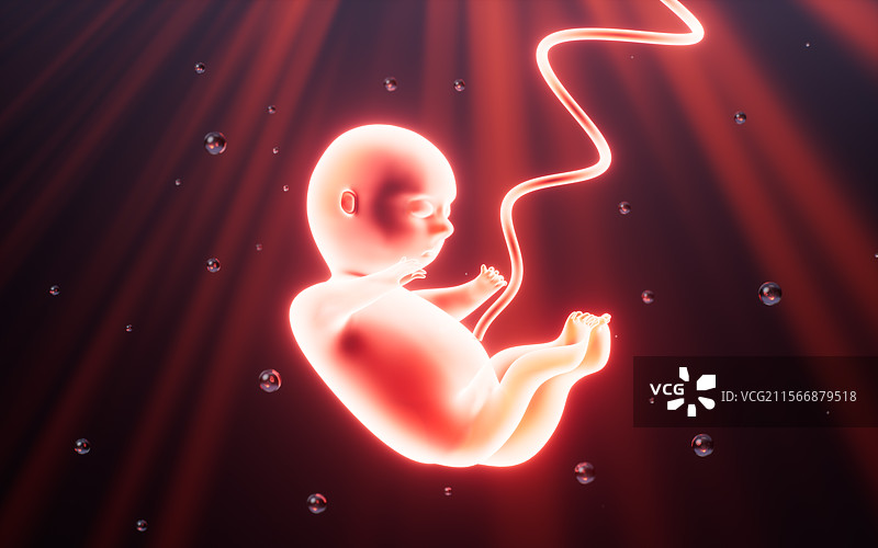 人类胚胎模型3D渲染图片素材