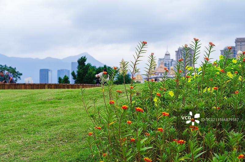 福州青年广场草坪中一簇马利筋花盛开图片素材