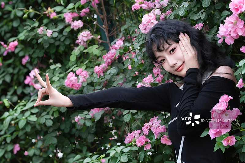 满目蔷薇开图片素材