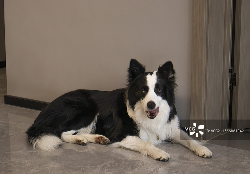 边牧泡泡图片素材