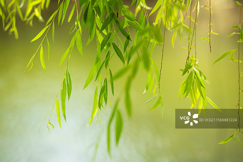 阳光下的柳树柳枝图片素材