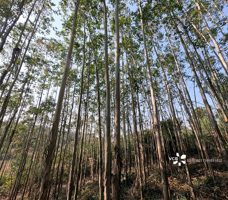 树龄一至两年的桉树仰拍全景图图片素材