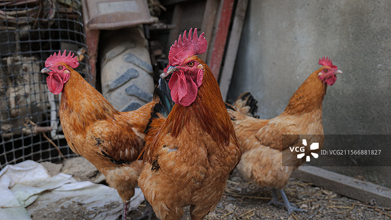 站在户外的公鸡母鸡的镜头充满电影感图片素材