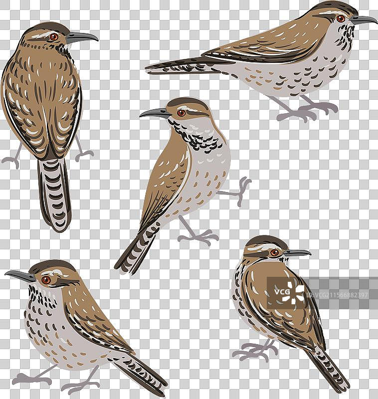 画鸟仙人掌鸣雀图片素材