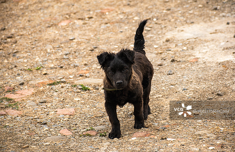 四川绵阳萌宠、宠物、狗狗、小狗、田园犬、纯黑色田园犬、黑色小狗图片素材