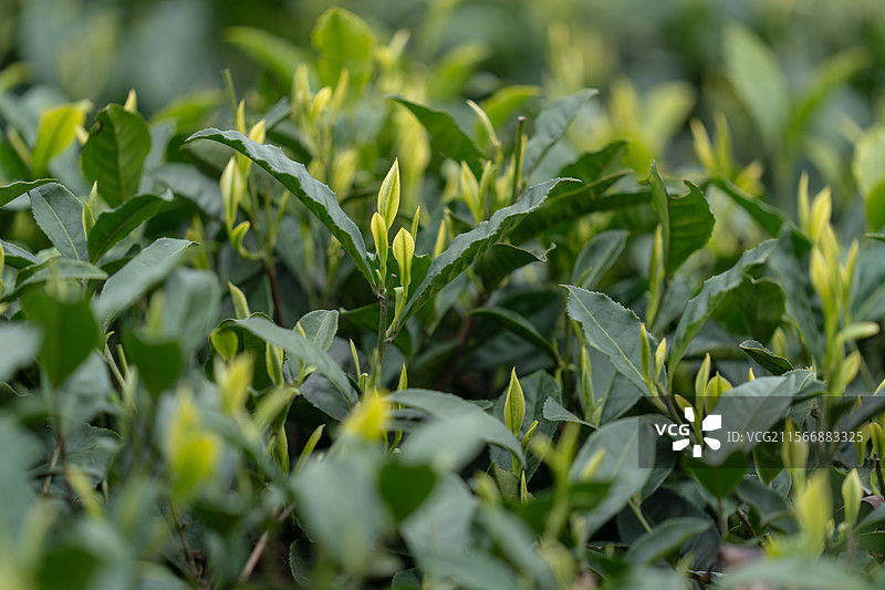 春天里的绿色有机生态茶园茶叶嫩芽图片素材