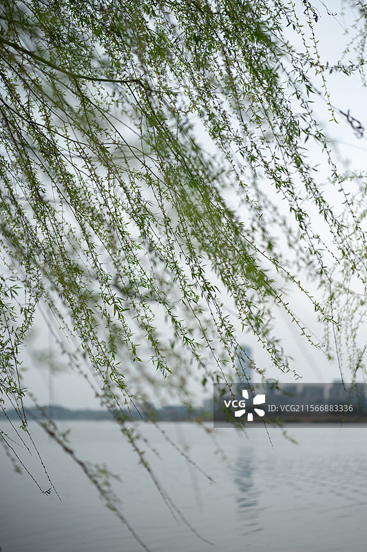 微风吹拂湖畔垂柳图片素材