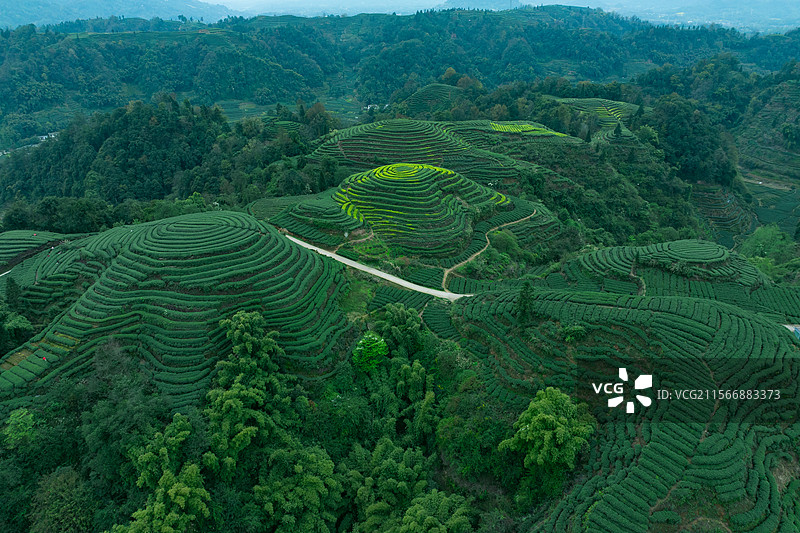 航拍四川雅安大地指纹景区茶园景观图片素材
