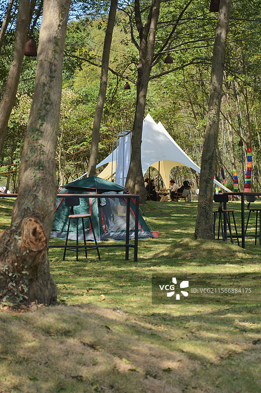 公园里的树图片素材