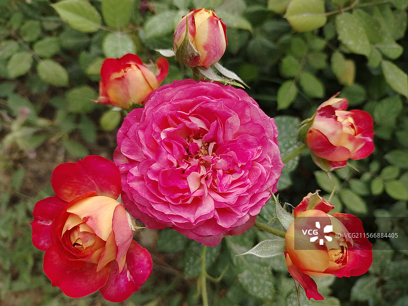 月季花图片素材