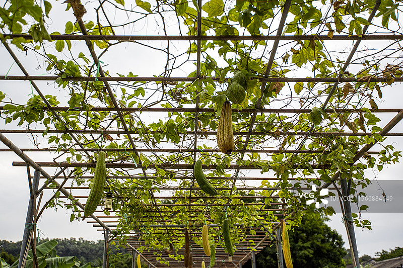 中山市的瓜果棚景观图片素材