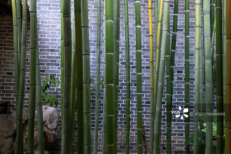 扬州私家园林涵碧园青砖衬托下的翠竹、假山图片素材