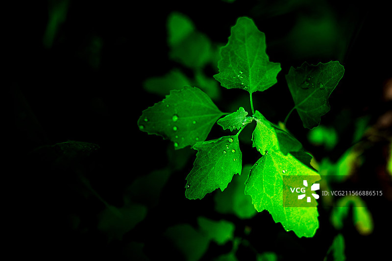 M:\ÐÂ½¨ÎÄ¼þ¼Ð\2»¨»Ü\ok\CLX_4202_1.jpg M:\ÐÂ½¨ÎÄ¼þ¼图片素材