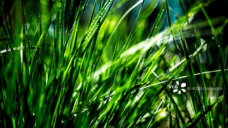 M:\ÐÂ½¨ÎÄ¼þ¼Ð\2»¨»Ü\ok\CLX_4202_1.jpg M:\ÐÂ½¨ÎÄ¼þ¼图片素材