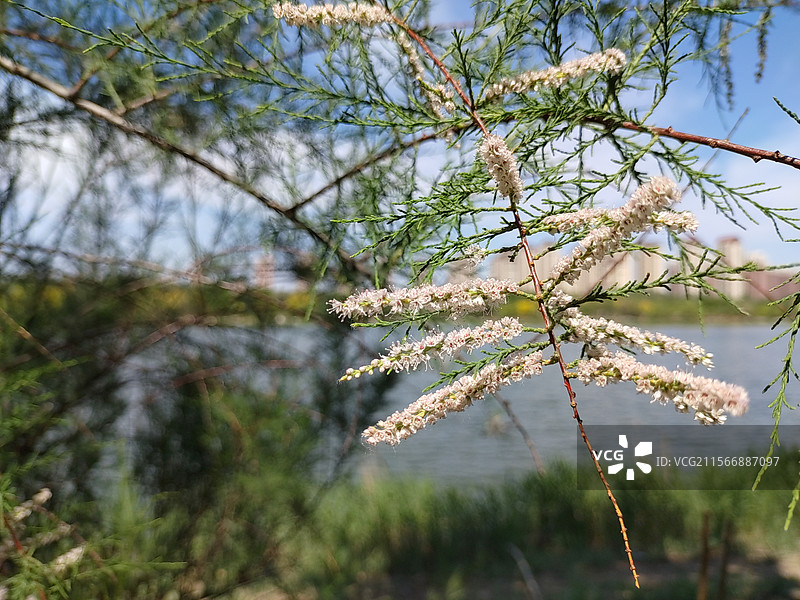 柽柳图片素材