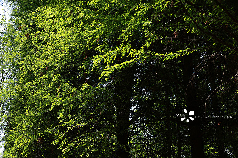 环滇流域生态绿道之河尾村、斗南湿地图片素材