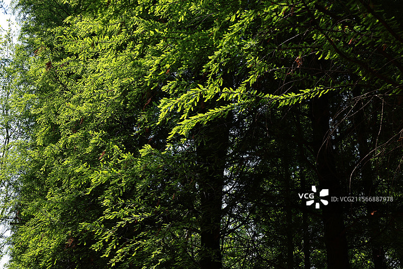 环滇流域生态绿道之河尾村、斗南湿地图片素材