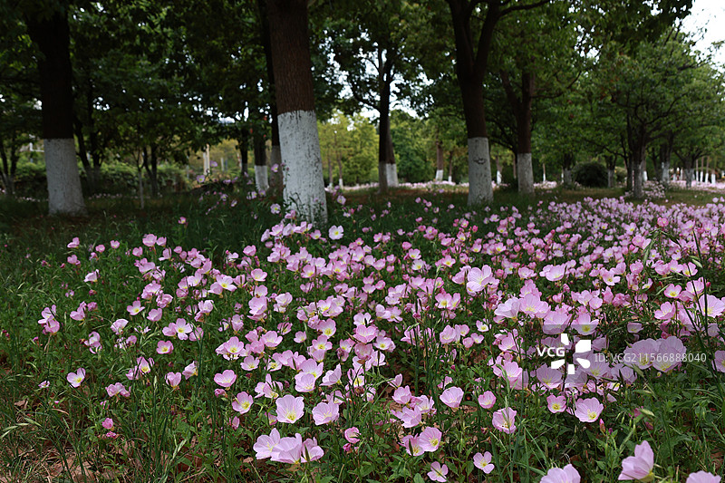环滇流域生态绿道之河尾村、斗南湿地图片素材
