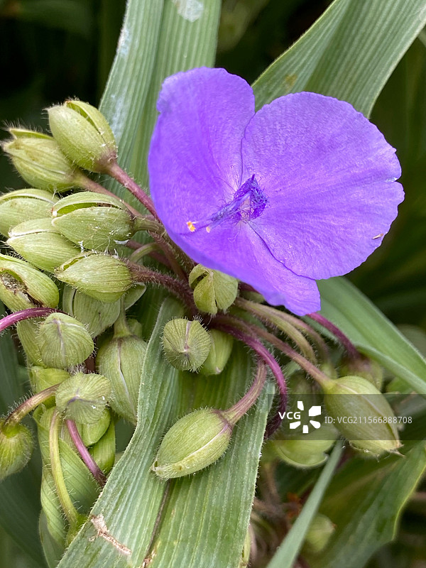 奇花异草——紫露草图片素材