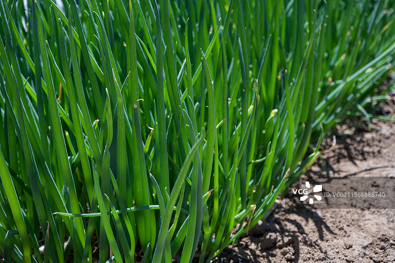 土地里的葱特写图片素材