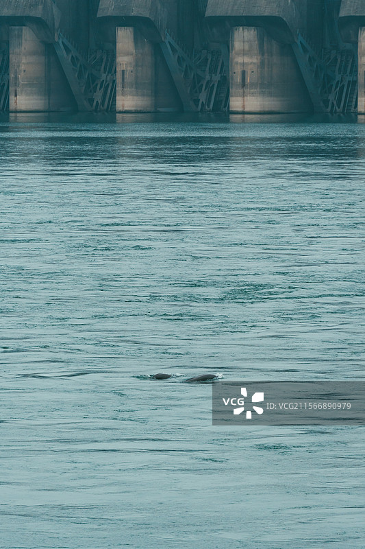 长江江豚图片素材