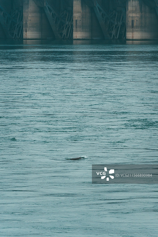 长江江豚图片素材